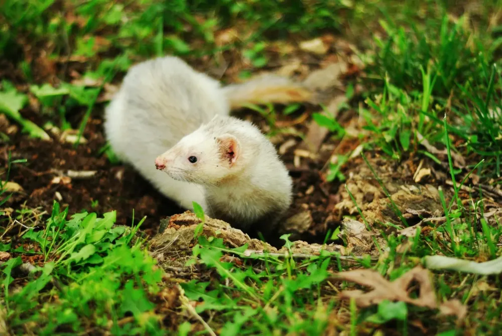 mammifères