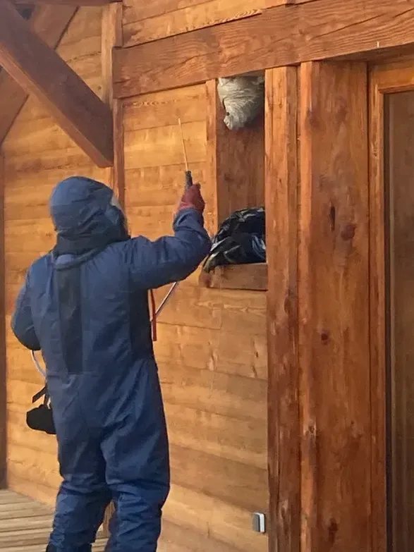désinsectisation en cours