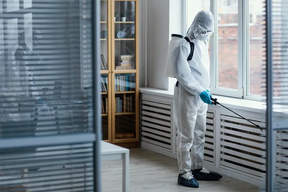 Service d'extermination des nuisibles à Allinges