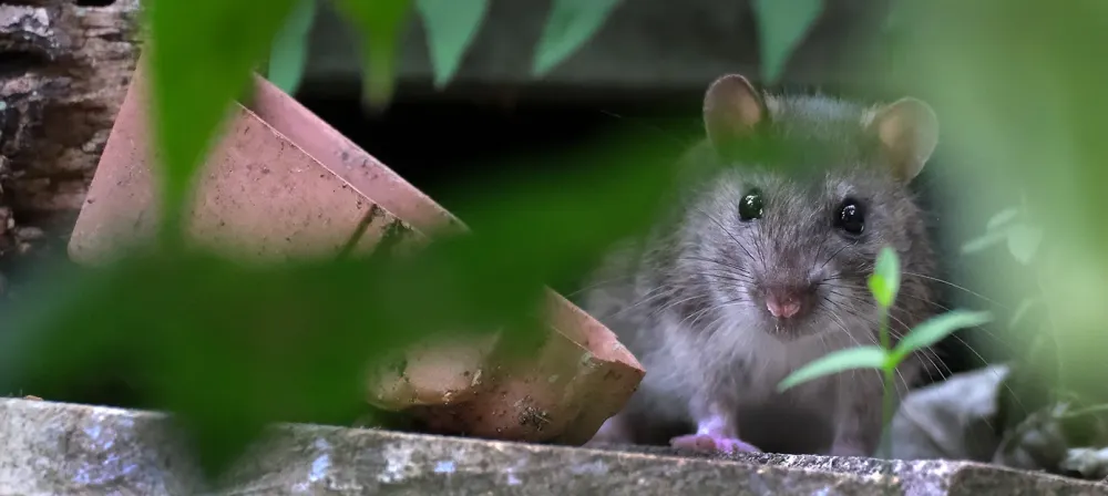 fond rats