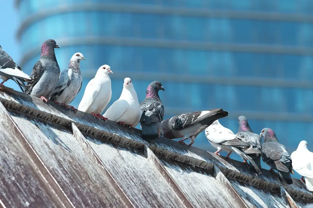 pigeons