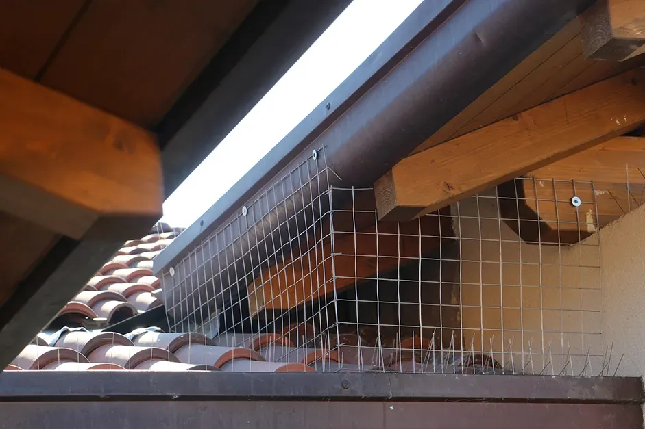 filet pigeon